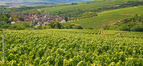 Vignes sur les coteaux d'Irancy en Bourgogne photo