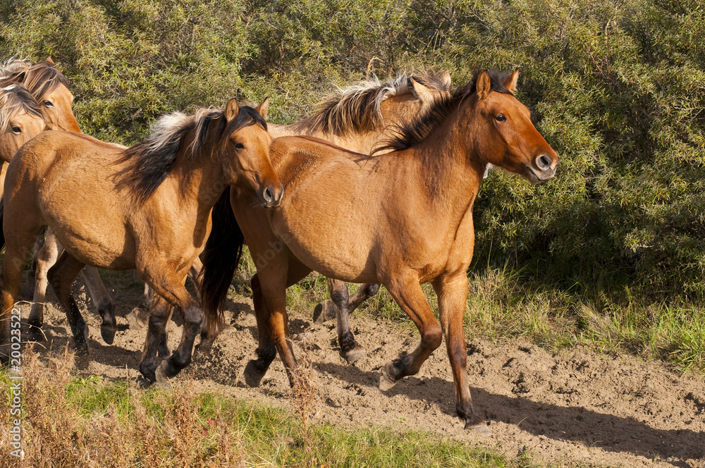 Obraz premium Chevaux Henson lors de la Transhenson 2009
