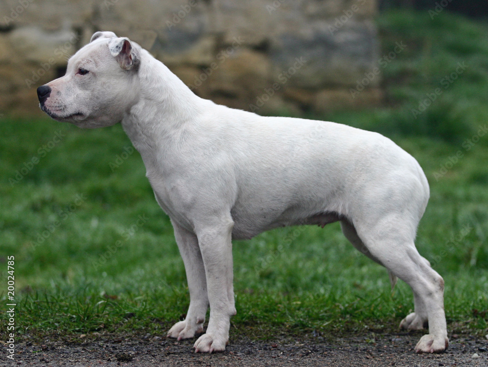 staffie blanc de profil en position standard