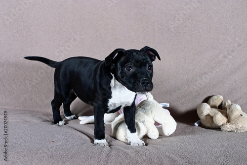 chiot staffordshire bull terrier occupé avec ses peluches Stock Photo |  Adobe Stock