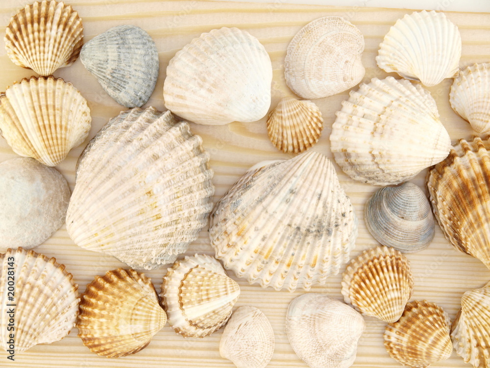 Seashells