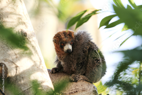 Lemur de vientre rojo