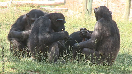Family of chimpanzee