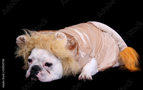 bulldog lion photo