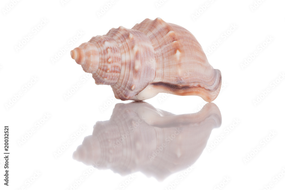 Isolated sea shell with a glory Isolated sea shell with a glory