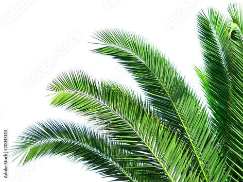 Leaves of palm tree