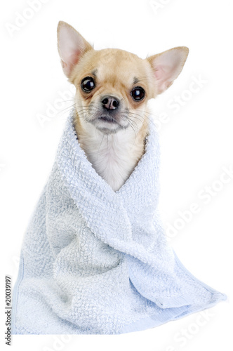 cute Chihuahua in blue towel isolated © niknikp