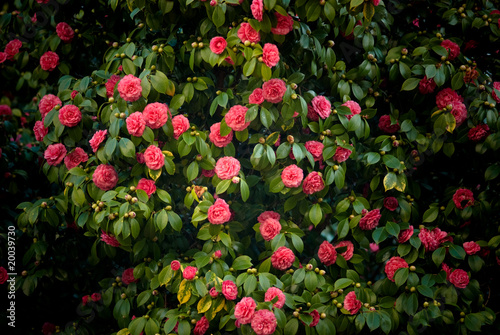 Leinwand Poster camellia tree