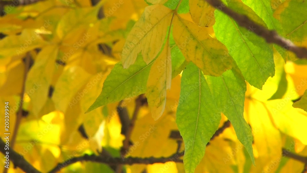 HD Tree branch with green and yellow leaves HD Tree branch with green and yellow leaves