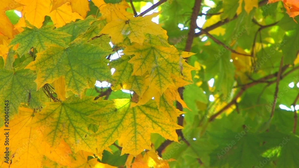 HD Moving tree branch with green and yellow leaves, HD Moving tree branch with green and yellow leaves,