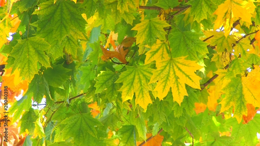 HD Moving maple tree branch with green and yellow leaves, HD Moving maple tree branch with green and yellow leaves,