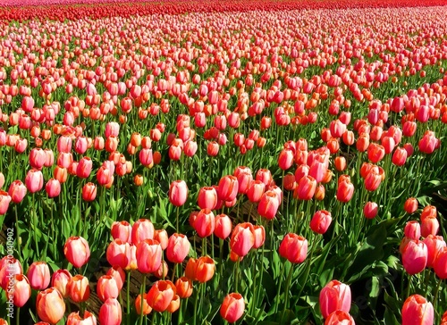 field of tulips
