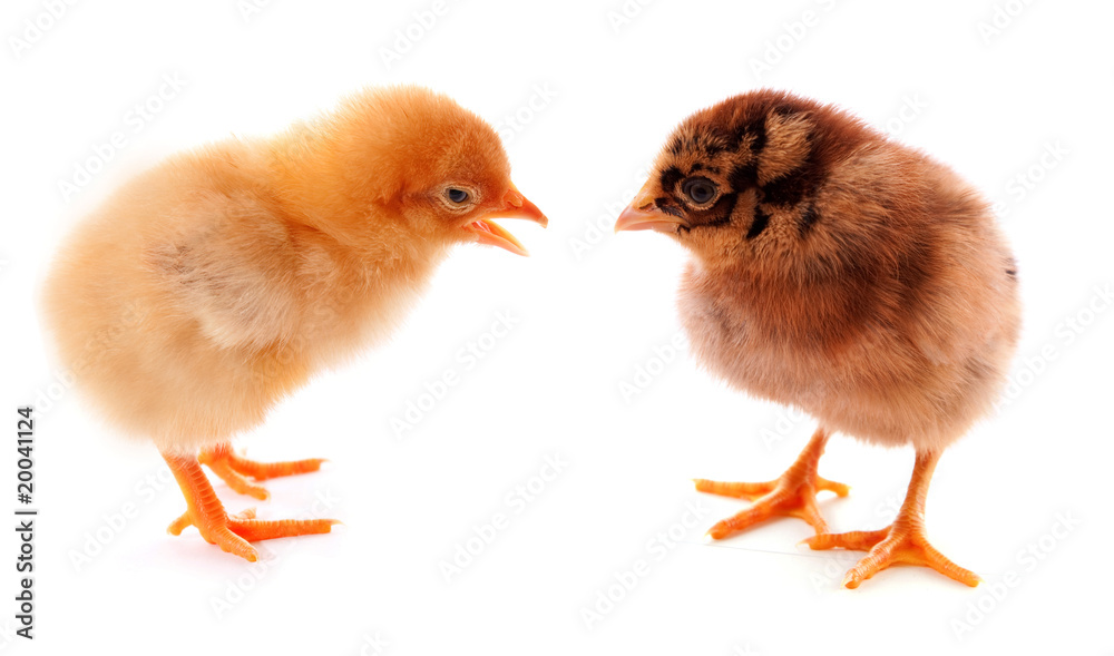 A few baby chicks over a white background