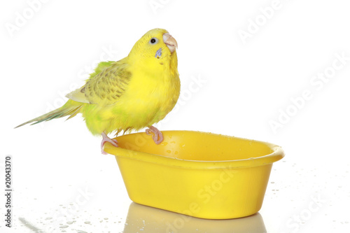 Wet, bathed parrot