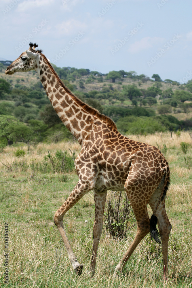 Giraffe - Tarangire National Park. Tanzania, Africa