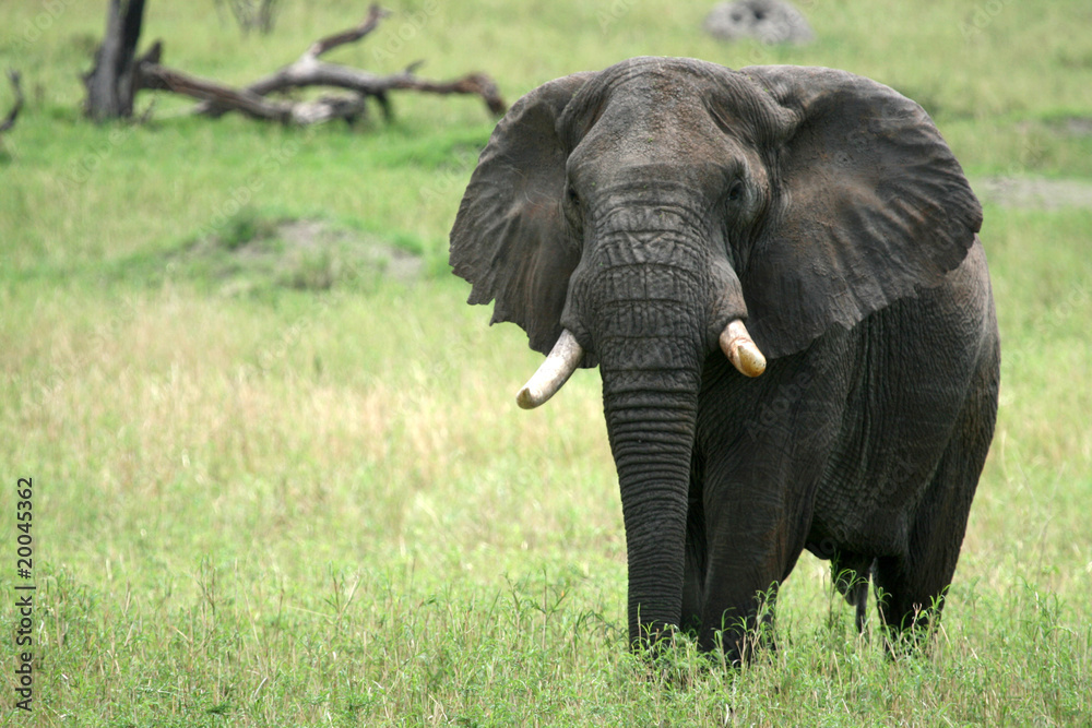 Naklejka premium Elephant. Tanzania, Africa