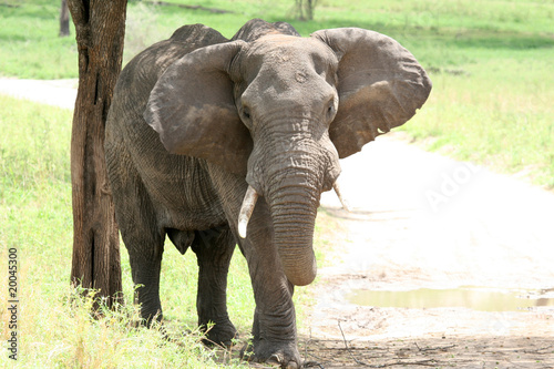 Elephant. Tanzania  Africa