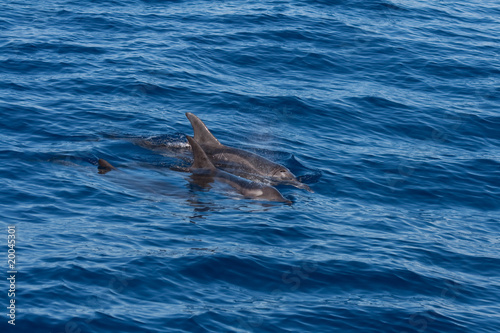 Auftauchende Delfine