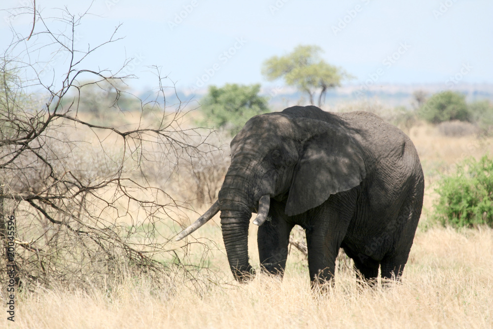 Elephant. Tanzania, Africa