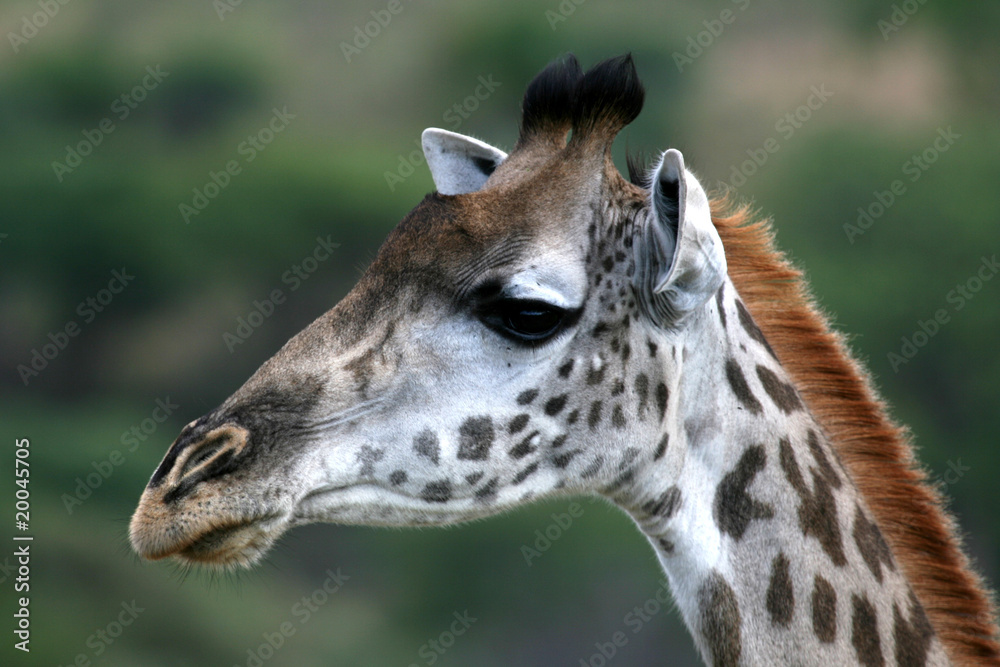 Giraffe - Tarangire National Park. Tanzania, Africa Giraffe - Tarangire National Park. Tanzania, Africa
