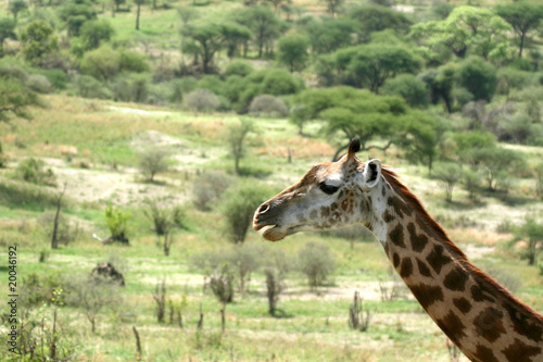 Giraffe - Tarangire National Park. Tanzania  Africa