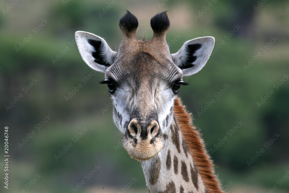 Fototapeta premium Giraffe - Tarangire National Park. Tanzania, Africa