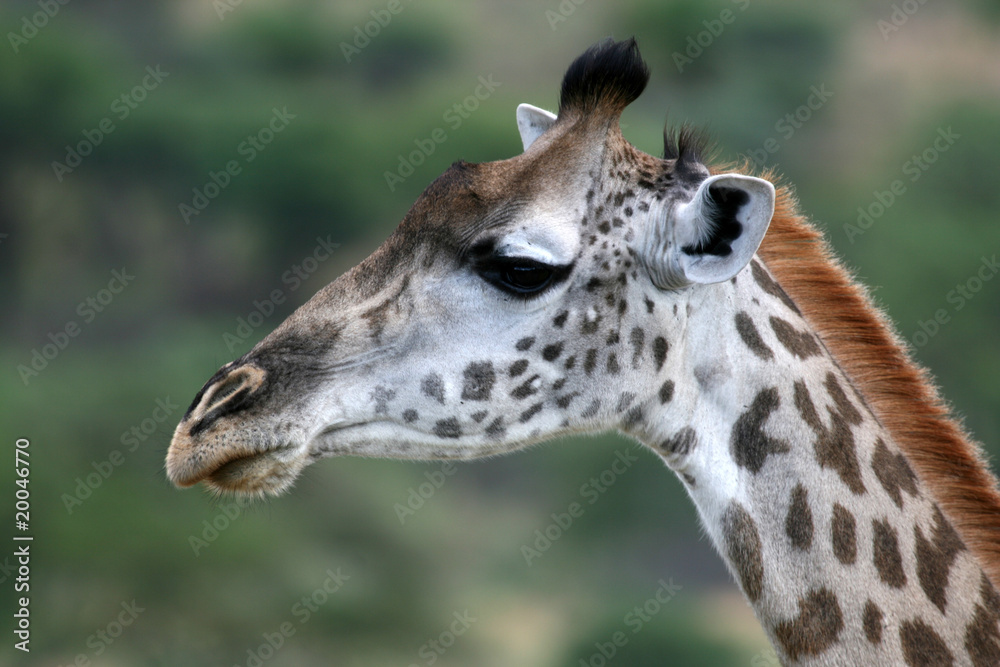 Giraffe - Tarangire National Park. Tanzania, Africa Giraffe - Tarangire National Park. Tanzania, Africa