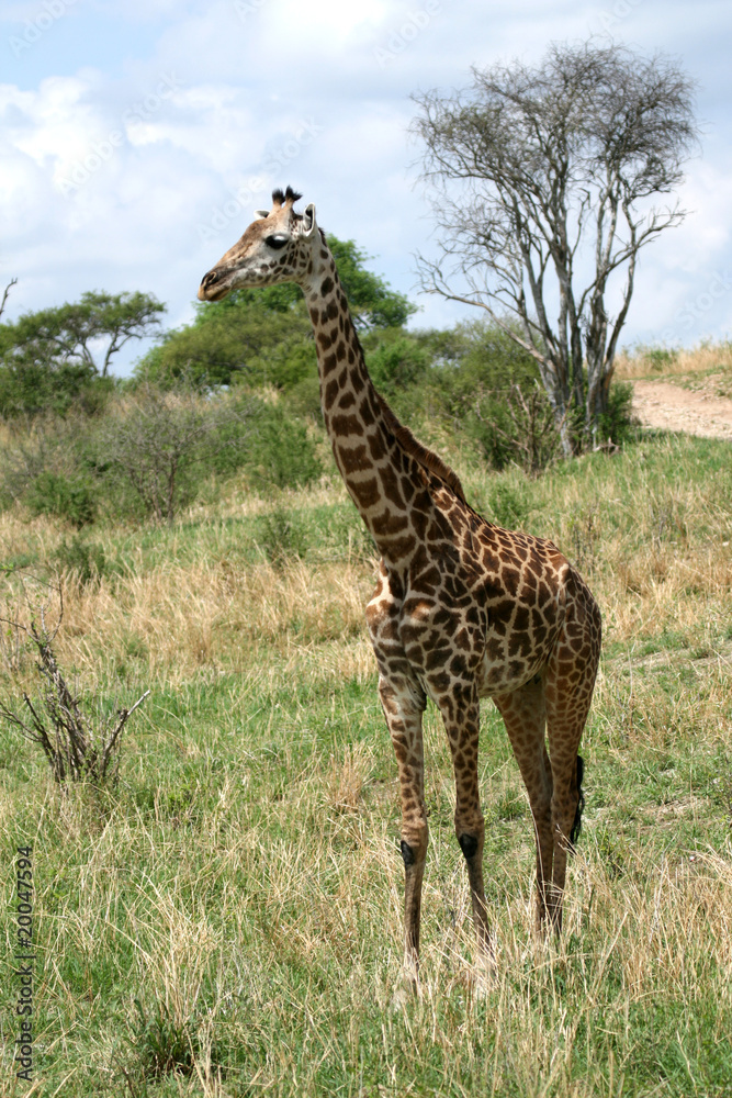 Obraz premium Giraffe - Tarangire National Park. Tanzania, Africa