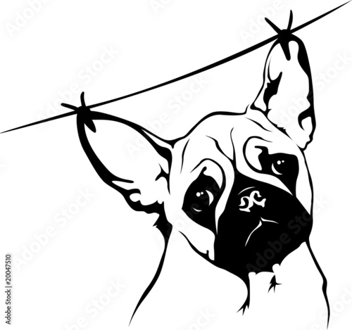 Pug - flying earlaps