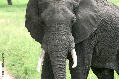 Elephant. Tanzania, Africa