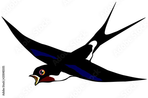swallow (hirundinidae) © fpainter7