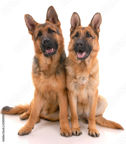 Two german shepherd dogs on a white background..