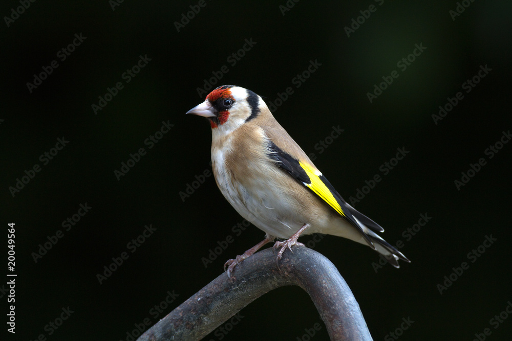 Chardonneret élégant (carduelis carduelis) Chardonneret élégant (carduelis carduelis)