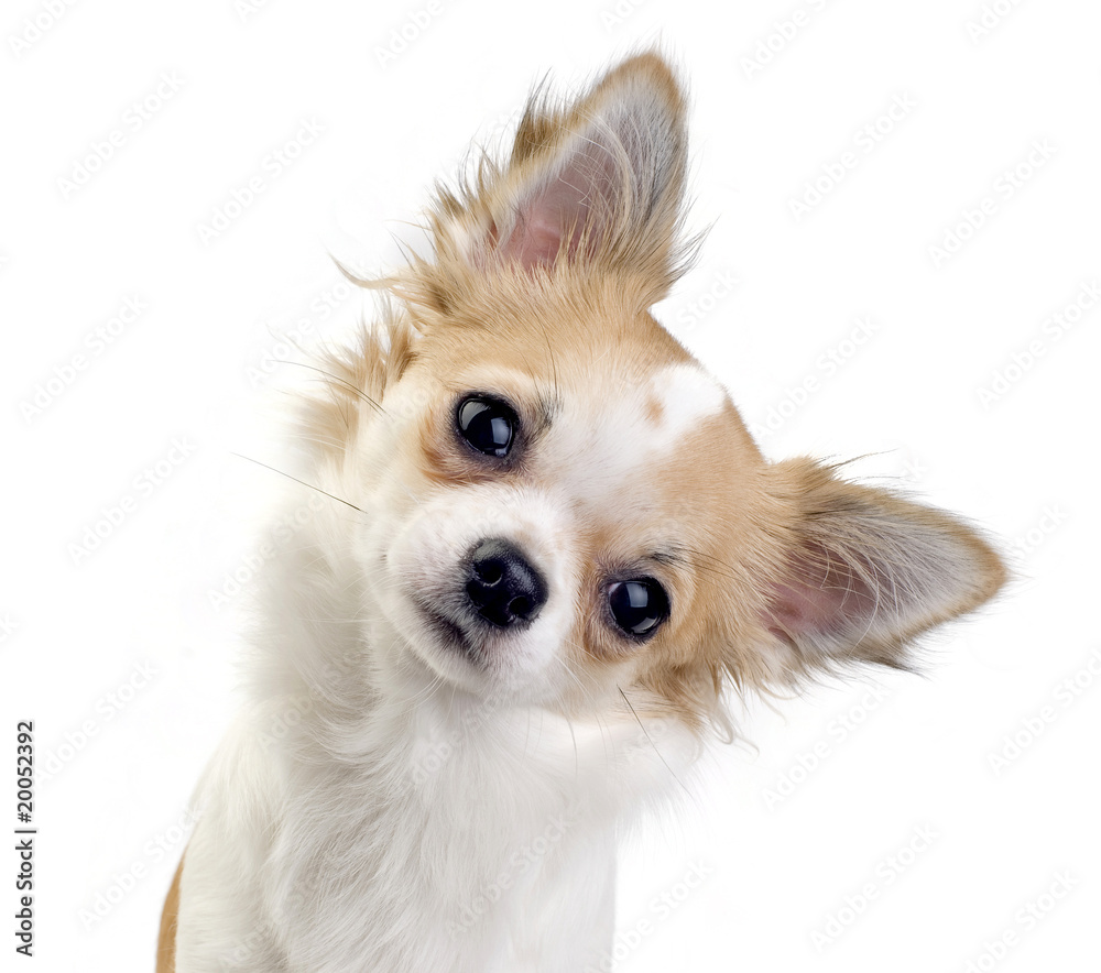 cute chihuahua puppy portrait cute chihuahua puppy portrait