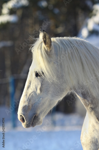 stallion in winter