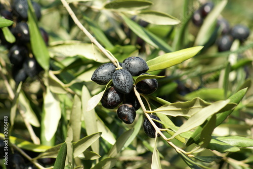 olives noires du Languedoc