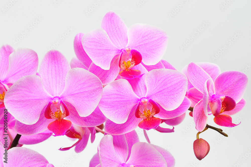 Phalaenopsis