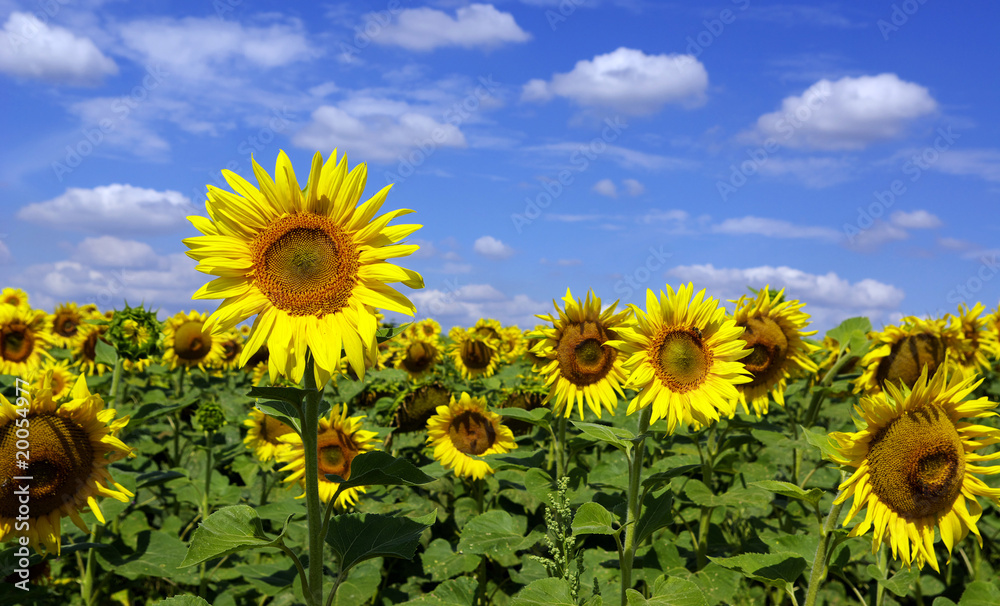 sunflowers