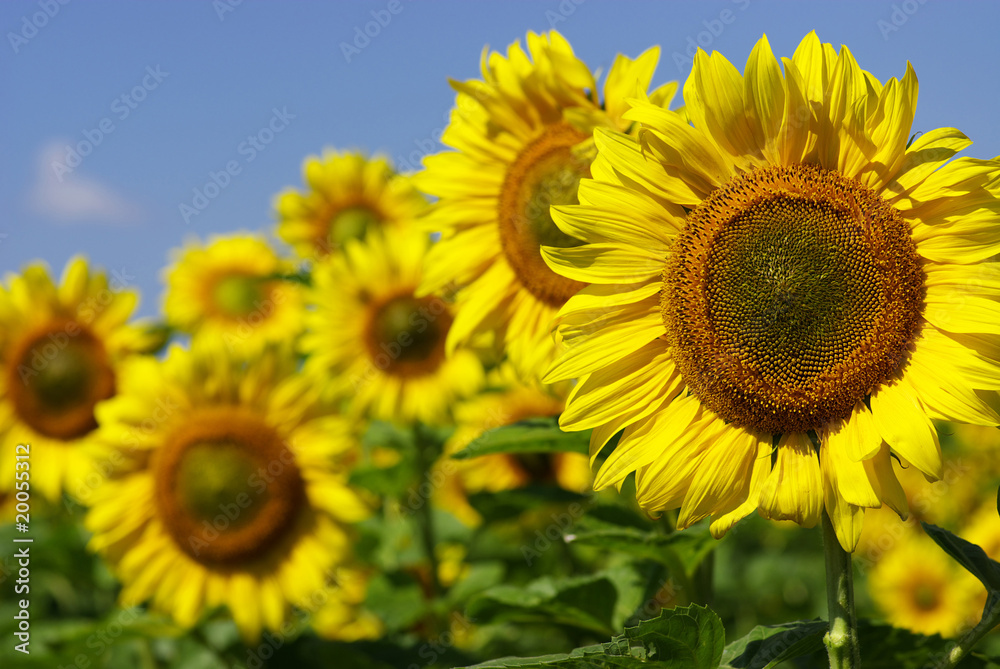sunflowers sunflowers