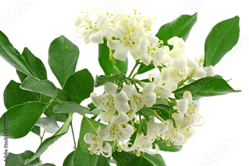 fleurs blanches murraya, buis de l'Inde, jasmin, fond blanc