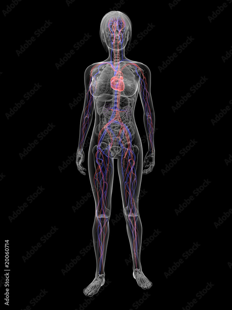 transparenter weiblicher Körper mit vaskulärem System transparenter weiblicher Körper mit vaskulärem System