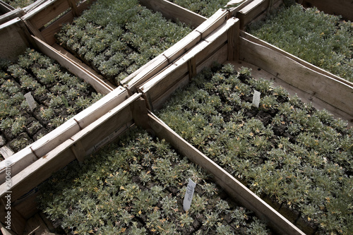 Fototapeta Naklejka Na Ścianę i Meble -  genepy