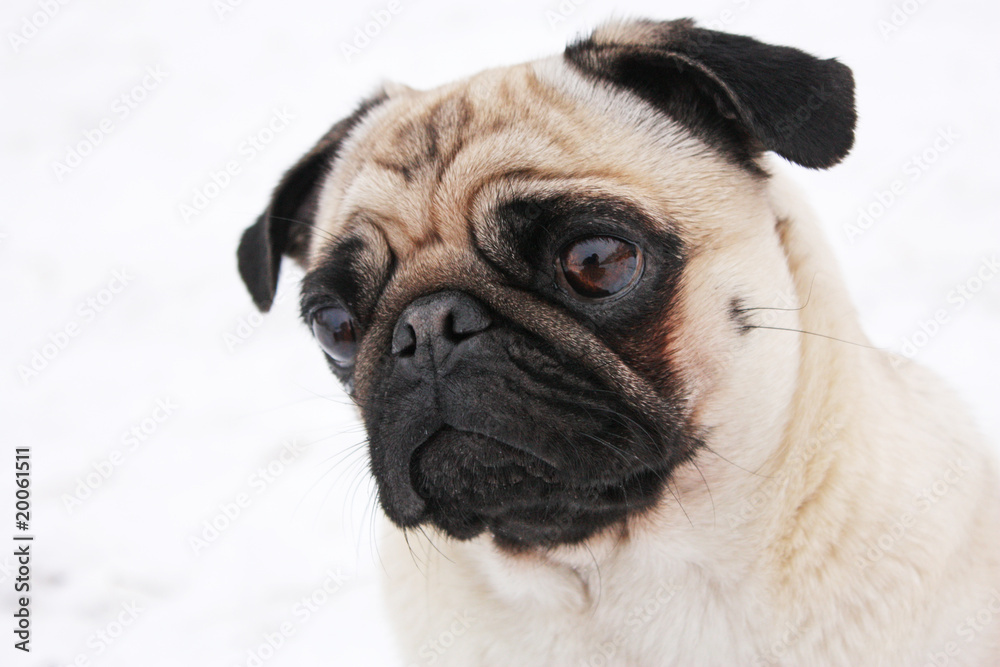 Pug - in the snow
