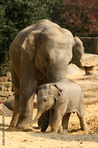 Elephant playing with its young