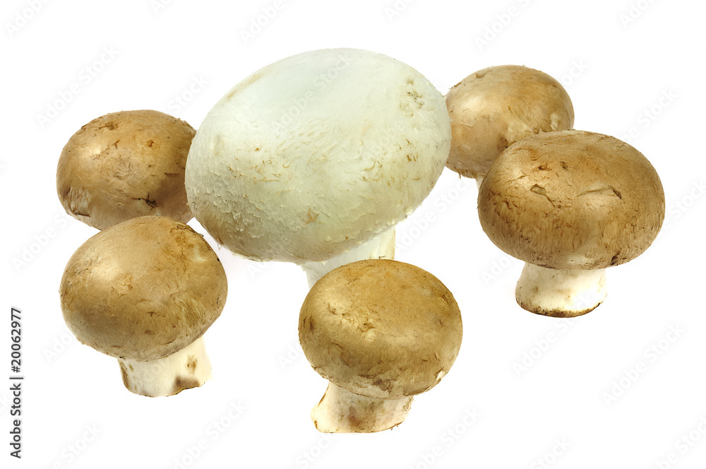Ein weißer und fünf braune Champignons Ein weißer und fünf braune Champignons