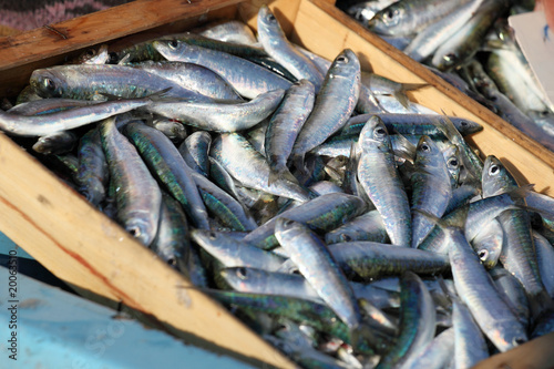 Marché aux poissons : Sardines #2 photo