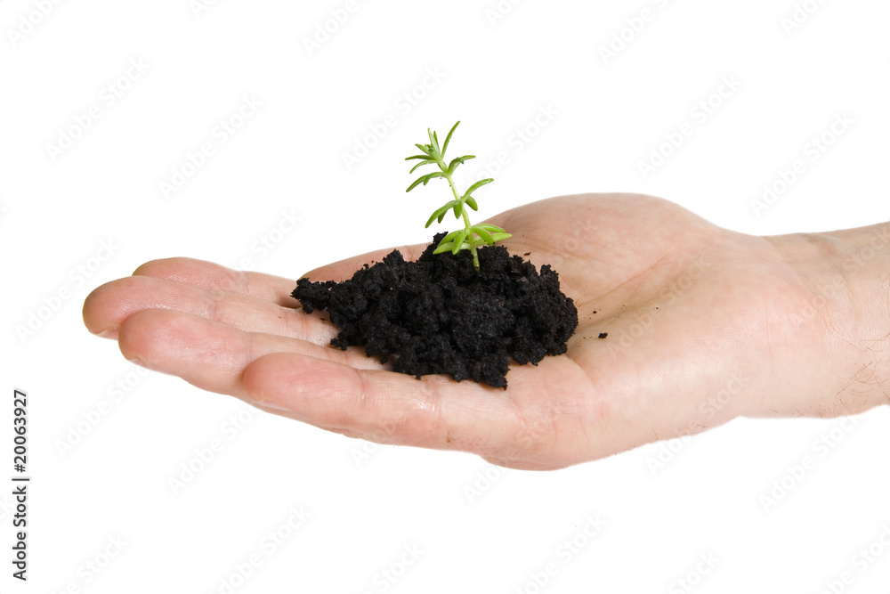 Green plant in hands isolated on white Green plant in hands isolated on white