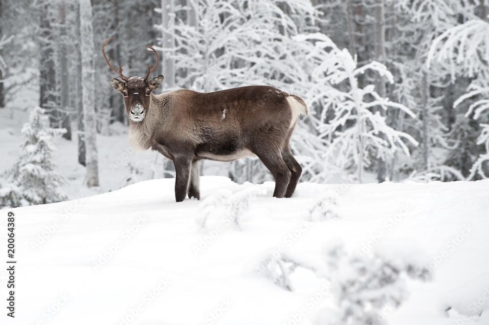 reindeer reindeer