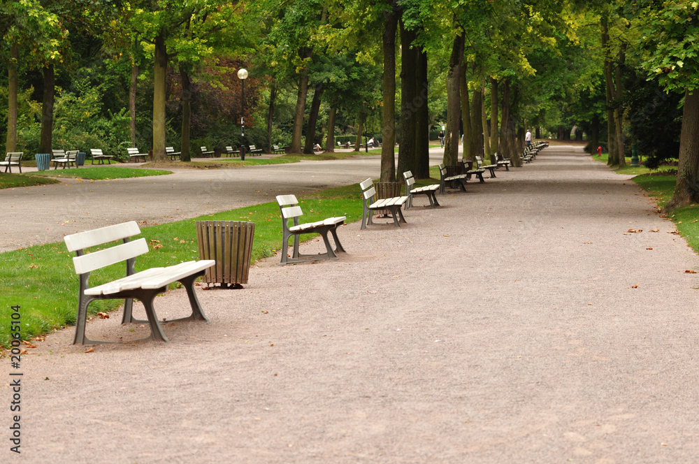 Green avenue in summer