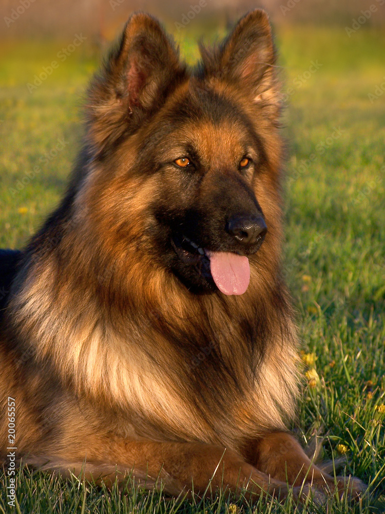 Germany shepard dog